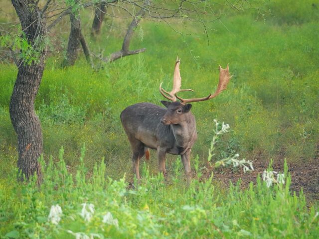 A chocolate fallow buck on the ranch. Start 2026 off with an exotic game hunt. www.cottonmesawhitetail.com903-654-3416