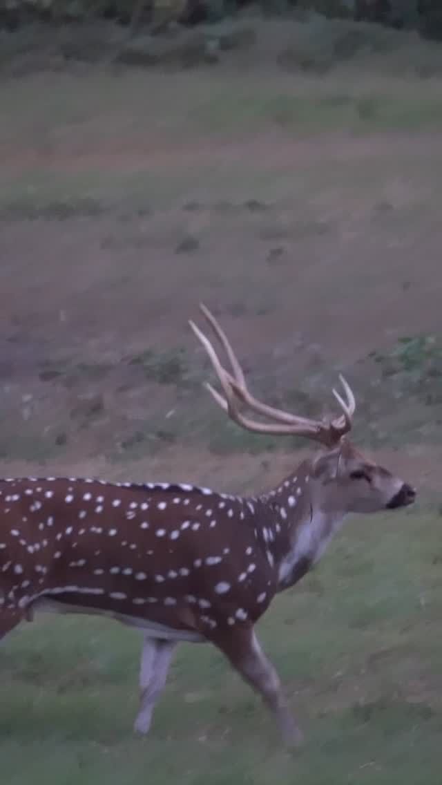 Springtime Axis deer hunts and more are just around the corner. •prime dates are March- June •over 20 exotic species available •prime fishing season www.cottonmesawhitetail.com903-654-3416#axisdeer #texasranch #texaswildlife #axishunting #springtime