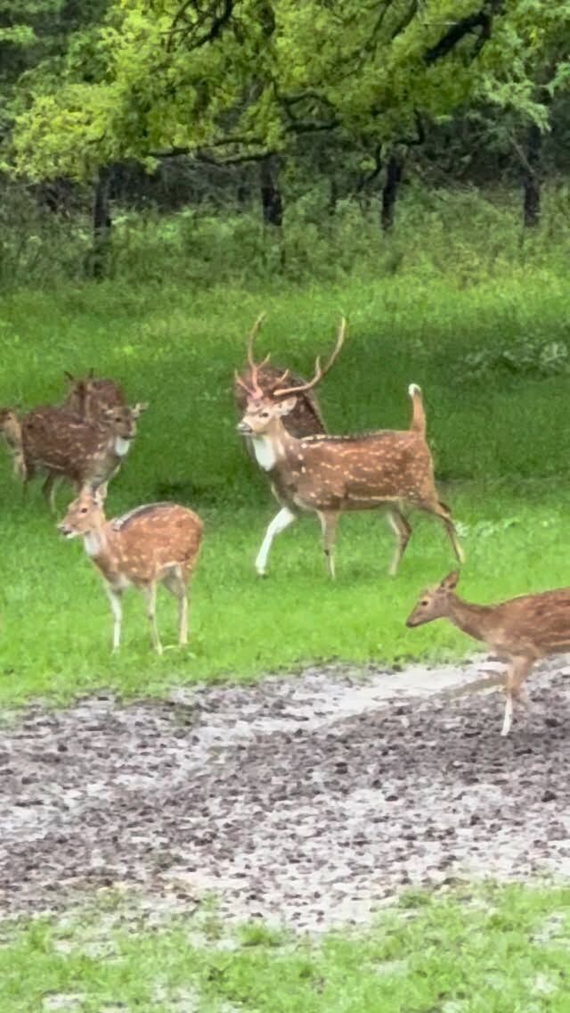 Spring at Cotton Mesa Whitetail means green grass, clear skies, and Axis deer in their prime.Hunt trophy Axis bucks and more on a world-class Texas ranch with incredible numbers and scenery.Perfect weather. Prime animals. Unforgettable hunts.📅 Spring dates available now.•Axis•Addax•Nilgai•Red Lechwe •Blackbuck and morewww.cottonmesawhitetail.com903-654-3416#hunting #nature #texas #wildlife #gohunting