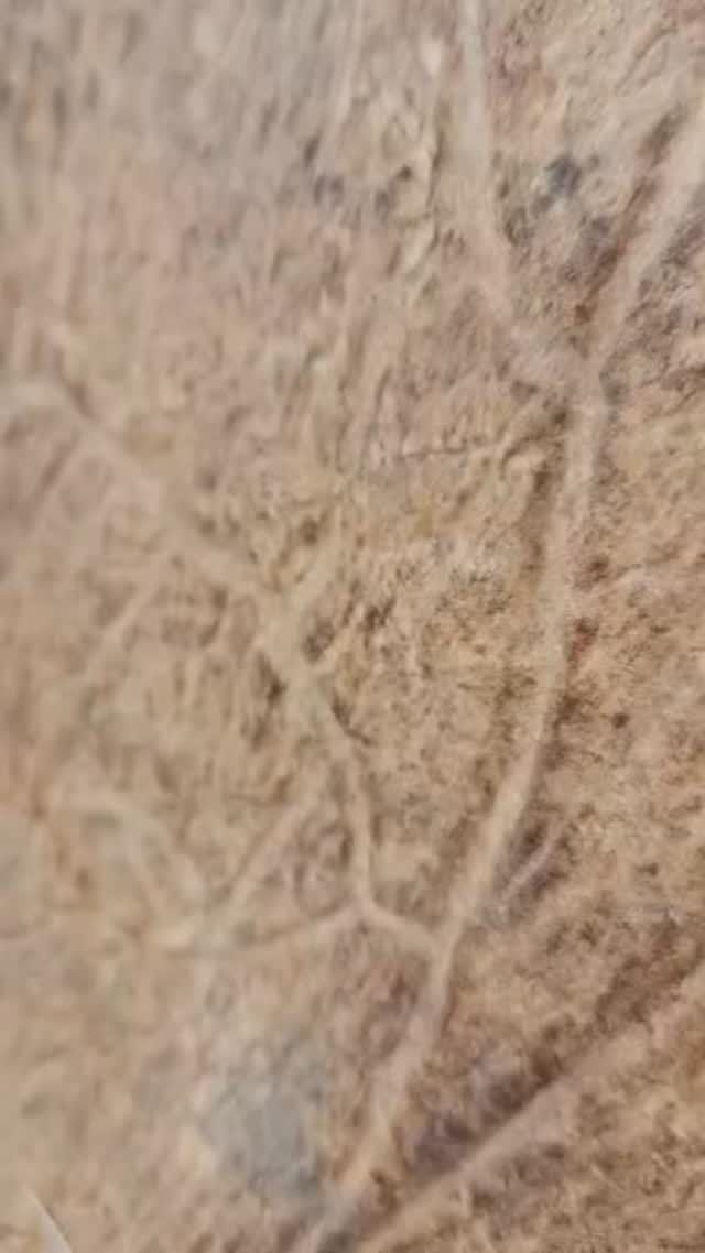 We start our fall hunting season off with trophy fallow bucks fresh out of velvet. Join us next fall. www.cottonmesawhitetail.com903-654-3416#fallowdeer #fallhunting #trophybuck #fallharvest #texasranch