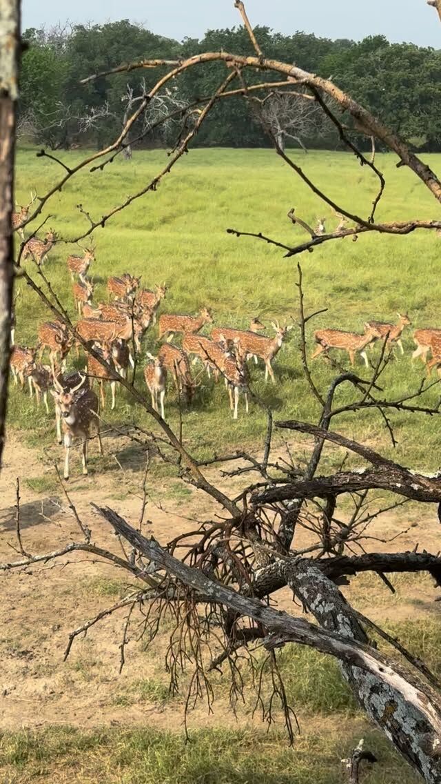 Our Axis herd is growing. Join us for a great spring time hunt.•axis•blackbuck •aoudad•and more www.cottonmesawhitetail.com903-654-3416#axisdeer #texasranch #texashunting #gohunt #deerhunting