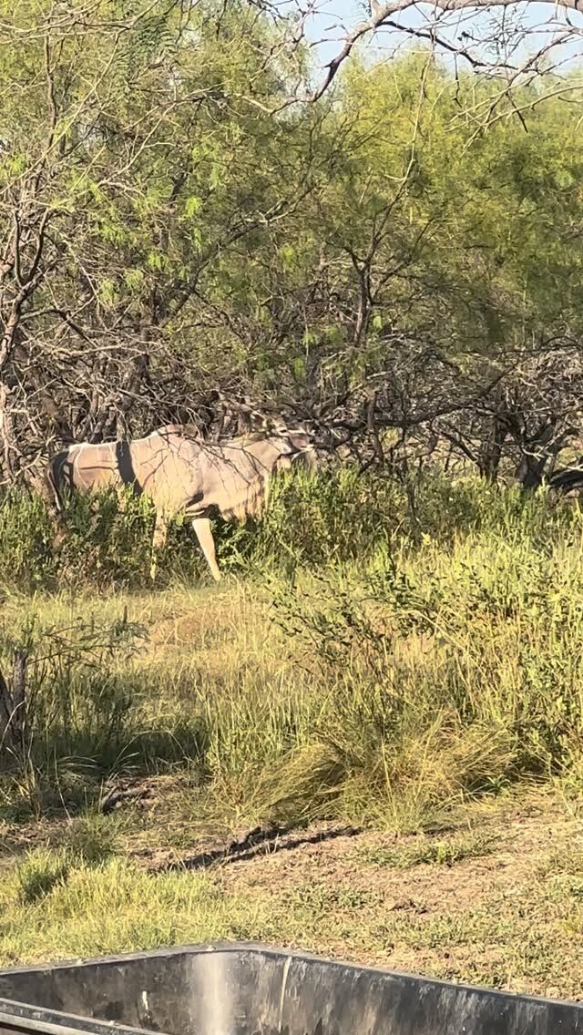 Our kudu herd is growing and we are excited about the future. Limited hunts available this year for trophy bulls. www.cottonmesawhitetail.com903-654-3416#kudu #texasranch #greyghost #kuduhunting #texaswildlife