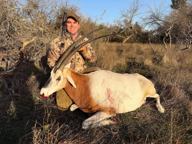 Congratulations to our hunter, Matt on harvesting a beautiful scimitar horned oryx bull! www.cottonmesawhitetail.com903-654-3416