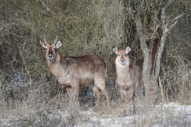 We are in full survival mode this week trying to get through this winter storm. Thankfully the sun is shining today and that will help give our animals some relief. This too shall pass. www.cottonmesawhitetail.com903-654-3416
