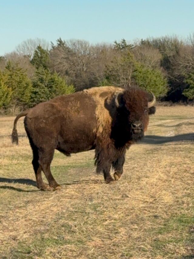 Trophy exotic hunts available in February! Select dates available. www.cottonmesawhitetail.com903-654-3416