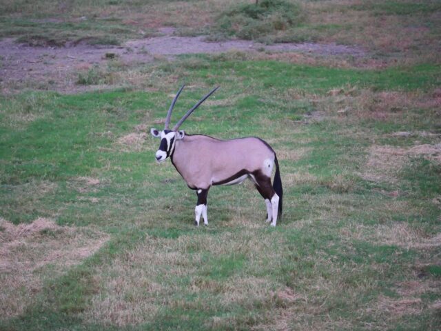 Lots of options on summer time trips! Don’t forget your fishing gear. www.cottonmesawhitetail.com903-654-3416