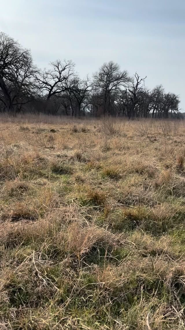 Predator control never ends on the ranch. We bring a trapper in a few times per year to add on to our daily predator control routine. This trip he caught 7 coyotes, one bobcat and one nutria. Fawning season is coming.www.cottonmesawhitetail.com903-654-3416#coyotes #trapping #trapline #coyoteugly #getoutdoors