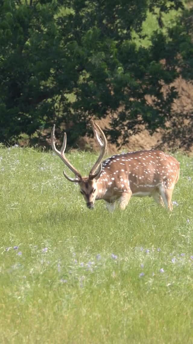 Spring is heating up in Corsicana, Texas — and so is the action.Axis deer in hard horn.Blackbuck roaming the open country.Big addax bulls, powerful nilgai, wildebeest, and more.This is the season when exotics are active and moving.-the foliage will be back and the brush is thick. ✔️ World-class genetics✔️ Year-round exotic opportunities✔️ Comfortable lodging✔️ Fishing included with every hunt✔️ Perfect for corporate groups or family adventuresWhether you’re chasing a mature axis buck in velvet sheen or lining up on a heavy-horned addax, spring at Cotton Mesa delivers the kind of hunt you’ll talk about for years.📍 Corsicana, Texas📅 Prime spring dates booking nowwww.cottonmesawhitetail.com903-654-3416#axisdeer #huntingranch #centraltexas #exotichunting #texasbassfishing