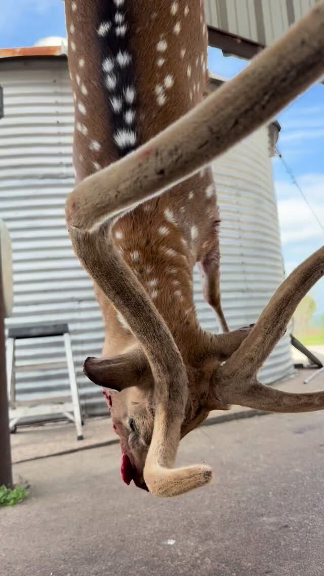 At Cotton Mesa Whitetail, an Axis hunt isn’t just about the trophy — it’s about taking home some of the best wild game meat Texas has to offer. Bring a gun and get it done. www.cottonmesawhitetail.com903-654-3416