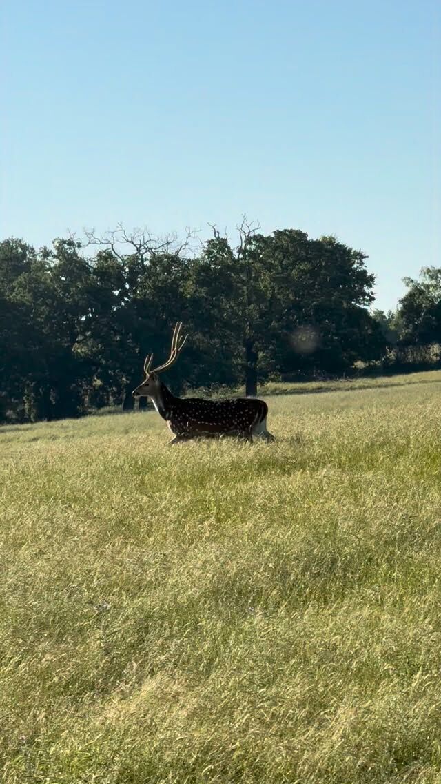 Come find yours! #axisdeer www.cottonmesawhitetail.com903-654-3416