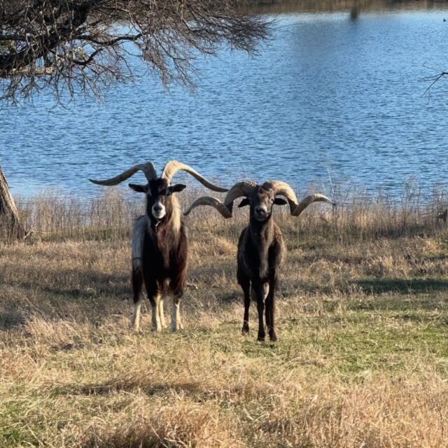 Trophy sheep and goat hunts are available for 2026. Spring is a great time on the ranch. Don’t forget your fishing gear. www.cotttonmesawhitetail.com903-654-3416
