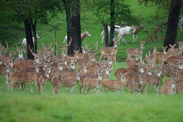 Spring is just around the corner! We have some great exotic big game hunts available April-June. Join us for fresh air, fun in the outdoors and making memories with friends and family. www.cottonmesawhitetail.com903-654-3416