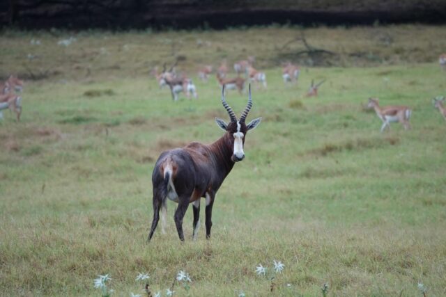 Dates available April- June for exotic game hunts. Come find a beautiful trophy and take hunt some great meat. www.cottonmesawhitetail.com903-654-3416