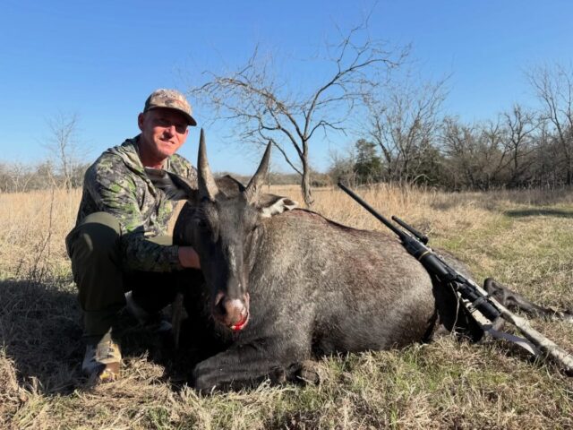 Nilgai bull down for our hunter, Justin! www.cottonmesawhitetail.comRobert (903) 654-3416Stephen (903) 654-0361