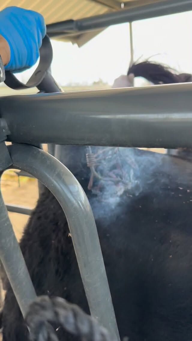 Steady ranching. We will be hunting exotics soon. www.cottonmesawhitetail.comRobert (903) 654-3416Stephen (903) 654- 0361