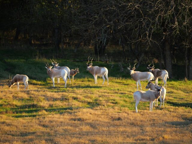 🔥🦓 SUMMER EXOTIC HUNTS – COTTON MESA WHITETAIL RANCH 🦌🔥Looking for an exciting summer hunt in Texas? Cotton Mesa Whitetail Ranch has some incredible exotic animals ready to hunt right now.🏹 Available this summer:• Eland Bulls• Addax• Beautiful Zebra• Trophy Blackbuck Antelope• And more exotic gameThese hunts are action-packed, great for groups, and perfect for filling the freezer with amazing wild game. Axis, blackbuck, and eland are some of the best-tasting wild game you’ll ever have.✅ Trophy animals✅ Great summer hunting✅ Perfect for first-time or experienced hunters📩 Send us a message now to see available dates and pricing.www.cottonmesawhitetail.comRobert (903) 654-3416Stephen (903) 654-0361