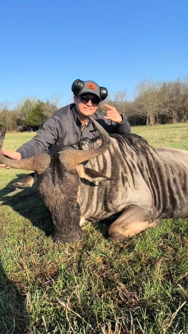 Time to skin a wildebeest bull. Some of the best-tasting game meats that are available. www.cottonmesawhitetail.comRobert (903) 654-3416Stephen (903) 654-0361