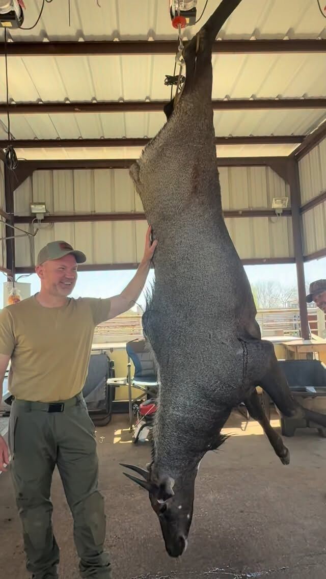 Time to skin another great Nilgai bull. Come find yours! www.cottonmesawhitetail.com