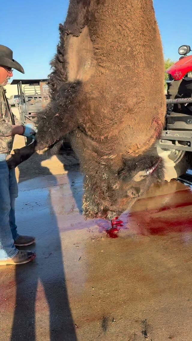 Time to skin a big bison bull! We like to hunt bison first thing in the morning to beat the heat and get the meat and hide in the cooler as fast as possible. Nothing goes to waste. www.cottonmesawhitetail.comRobert (903) 654-3416Stephen (903) 654-0361