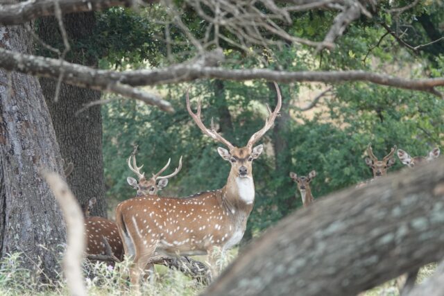 School’s out for summer. Let’s go hunting www.cottonmesawhitetail.comRobert (903) 654-3416