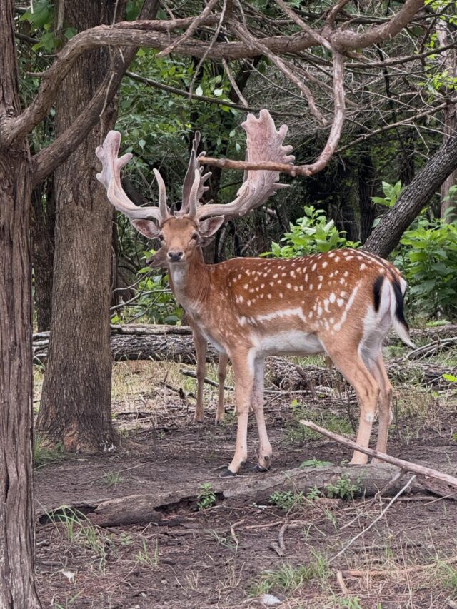 Fallow bucks will be ready in September. Join us this fall! www.cottonmesawhitetail.comRobert (903) 654-3416