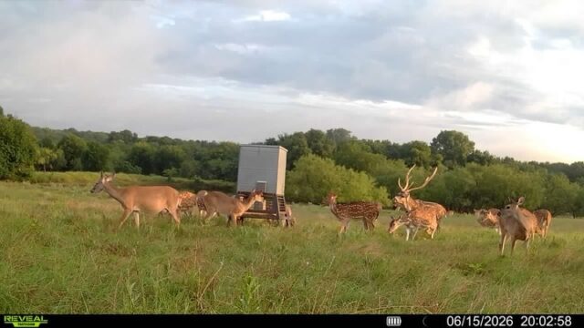 Summer time hunts are available! Axis, aoudad, zebra and more. Fallow bucks will be ready soon also. www.cottonmesawhitetail.comRobert (903) 654-3416