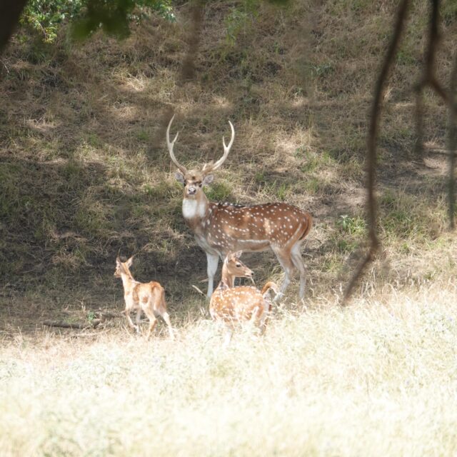 Experience the excitement of summer time axis deer hunting! Trophy Axis BucksFamily-Friendly HuntsIncredible Wildlife EncountersBass fishing Meals and lodging Fully guided Axis doe add on available www.cottonmesawhitetail.comRobert (903) 654-3416