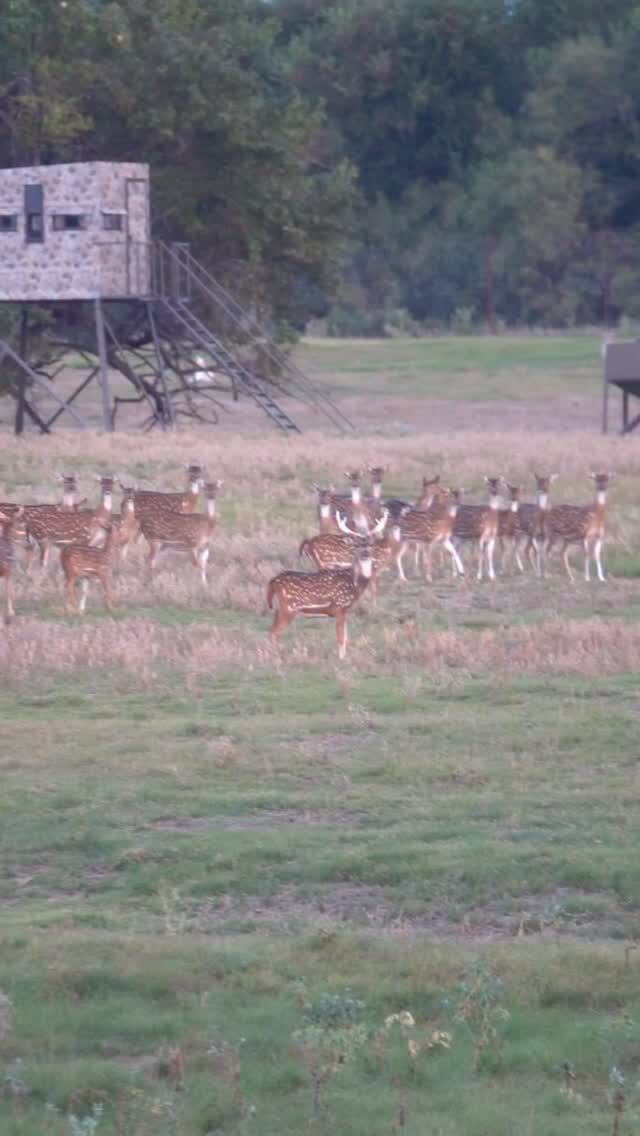 Some of the axis deer on the ranch! www.cottonmesawhitetail.comRobert (903) 654-3416