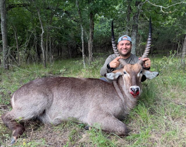 Waterbuck bull down for our hunter! Great summer time adventures await. www.cottonmesawhitetail.comRobert (903) 654-3416