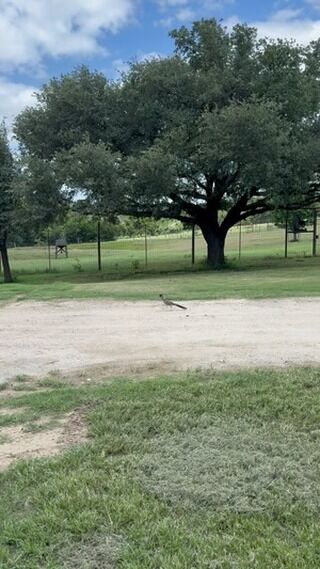 Beep! Beep! #roadrunner