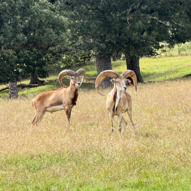 Red sheep vs Transcaspian Urial. Two great ramswww.cottonmesawhitetail.comRobert (903) 654-3416