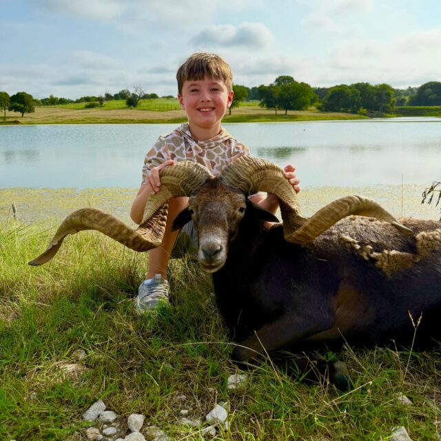Congratulations to our guest, Andrew on harvesting a great black Hawaiian ram! www.cottonmesawhitetail.comRobert (903) 654-3416