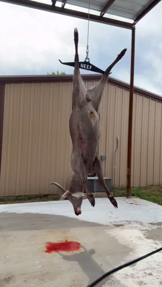 Time to skin a waterbuck bull! Lots of tasty venison is headed to the meat processor.