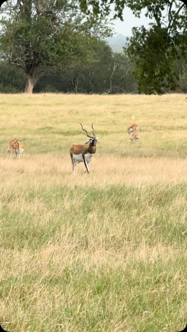 Native to India and thriving in Texas. Blackbuck antelope can be found in large numbers all over the ranch. www.cottonmesawhitetail.comRobert (903) 654-3416