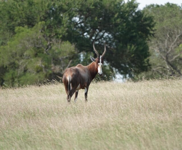 Summer time ranch adventures await! We have lots of great exotic wildlife hunts available. www.cottonmesawhitetail.comRobert (903) 654-3416