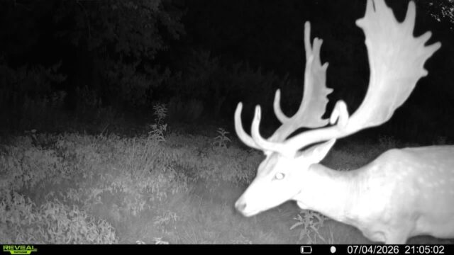 Our fallow bucks are looking great! We will start hunting them in September. Join us this fall. www.cottonmesawhitetail.comRobert (903) 654-3416
