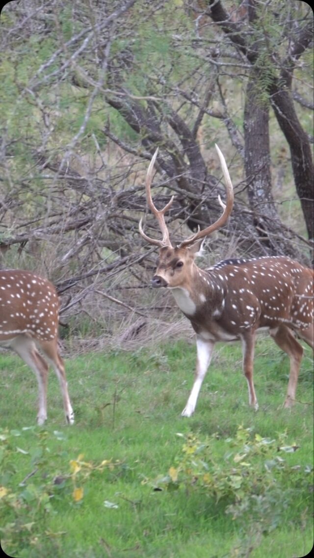 Axis hunts all year long! Come find yours. www.cottonmesawhitetail.comRobert (903) 654-3416