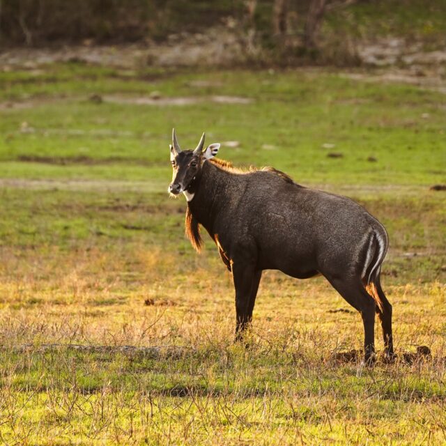 We have lots of great hunts available. Join us this summer or fall! www.cottonmesawhitetail.comRobert (903) 654-3416