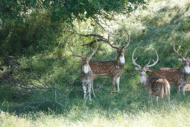 Get your fall plans booked before it’s too late! www.cottonmesawhitetail.comRobert (903) 654-3416