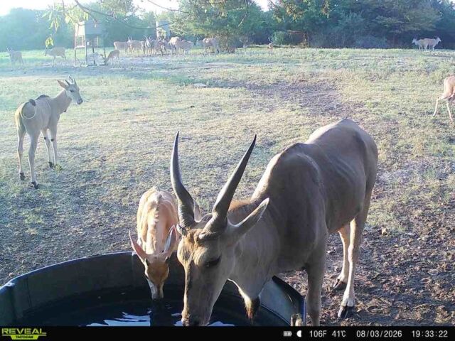 Summer is in full effect but fall is just around the corner. Join us for a fall exotic game adventure. Addax, fallow, eland and more! www.cottonmesawhitetail.comRobert (903) 654-3416