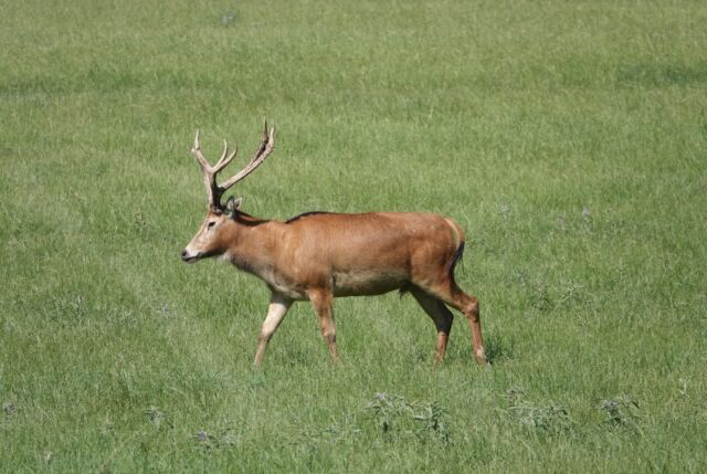 Fall exotic hunts are available! -five star lodging -home cooked meals-skinning and fishing included -fully guided www.cottonmesawhitetail.comRobert (903) 654-3416
