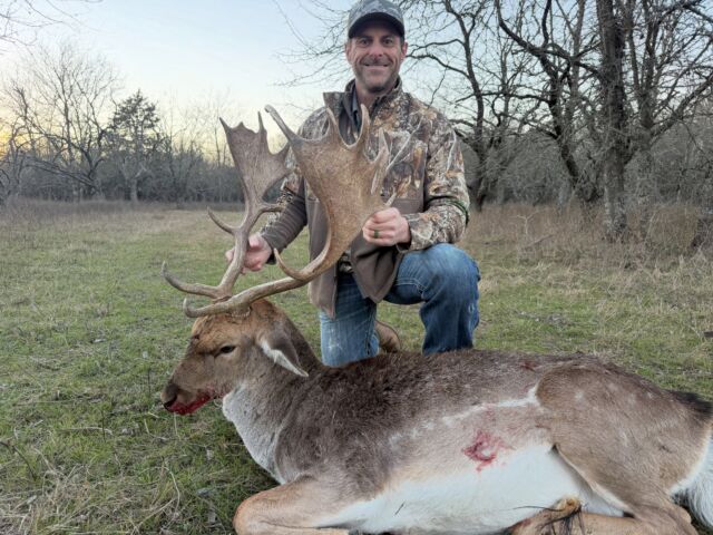 Fall fallow deer hunts are just around the corner! The bucks are rubbing out of velvet now. Join us this fall! www.cottonmesawhitetail.comRobert (903) 654-3416