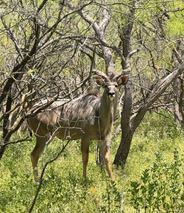 Kudu hunts and more are available. Join us this fall! www.cottonmesawhitetail.comRobert (903) 654-3416