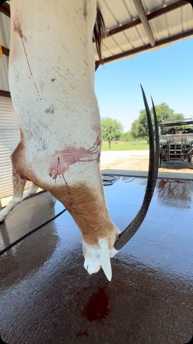 Scimitar horned oryx is headed to the cooler! www.cottonmesawhitetail.comRobert (903) 654-3416