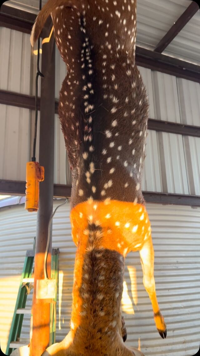 Summertime hunts are wrapping up. Fall hunts are just around the corner. www.cottonmesawhitetail.comRobert (903) 654-3416