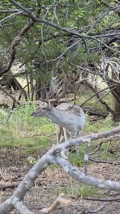 Big trophy fallow buck available! www.cottonmesawhitetail.comRobert (903) 654-3416