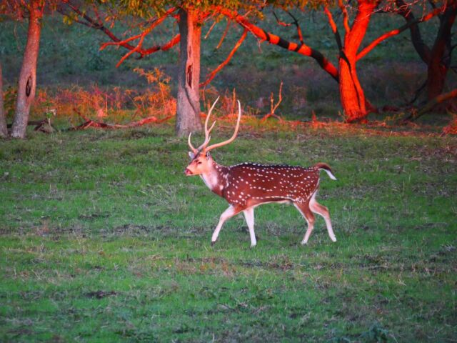 Our fall hunting season kicks off this week and we can’t wait! We have limited dates available if you want to join the fun this fall. www.cottonmesawhitetail.comRobert (903) 654-3416
