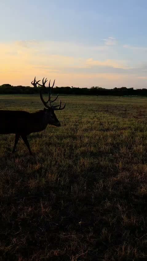 The red stag rut has begun!#redstag #reddeer #texas #huntingseason