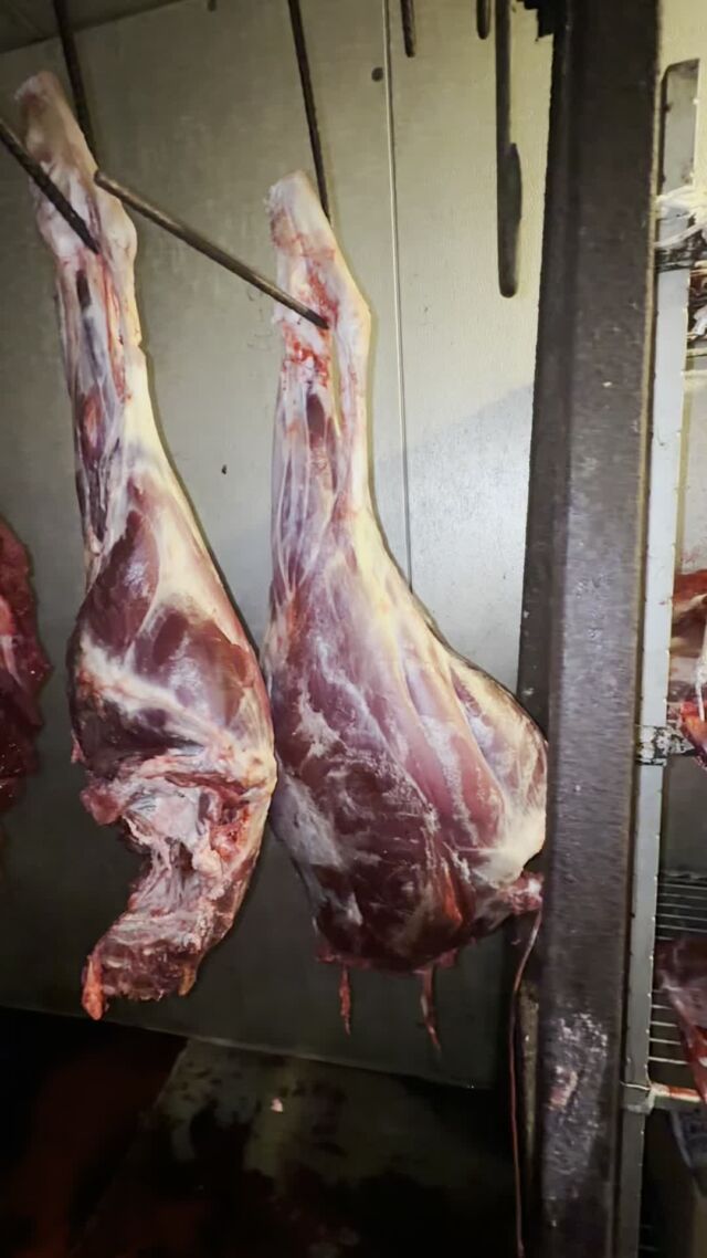 We are filling freezers one hunt at time. www.cottonmesawhitetail.comRobert (903) 654-3416