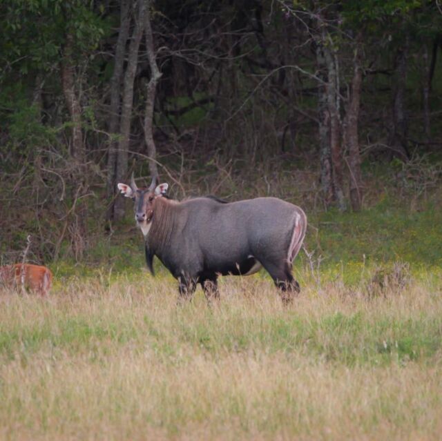Nilgai antelope on the ranch! Some of the best meat available. www.cottonmesawhitetail.comRobert (903) 654-3416
